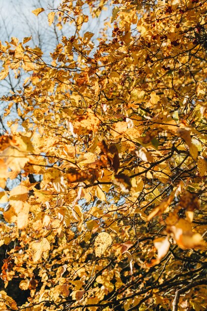가을과 가을 구성. 화창한 날에 노란색과 주황색 잎으로 아름 다운 풍경