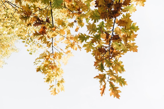 秋、秋の構成。黄色、オレンジ、緑のオークの葉を持つ美しい木