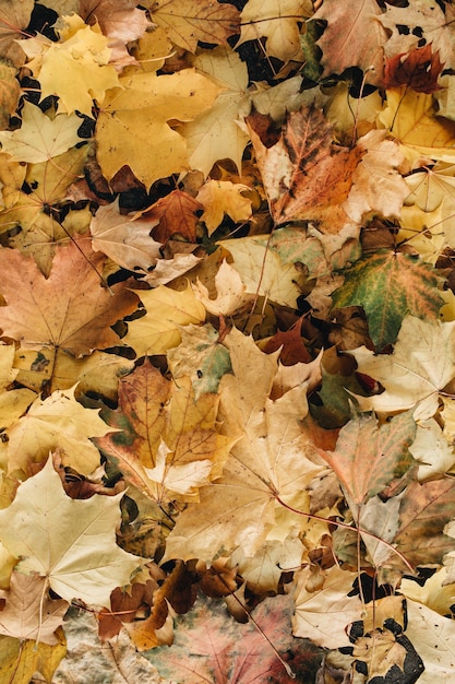 秋と秋の構成。カラフルなオレンジ、黄色、緑のカエデの葉