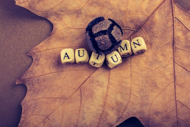 Photo autumn fall composition or concept and word autumn