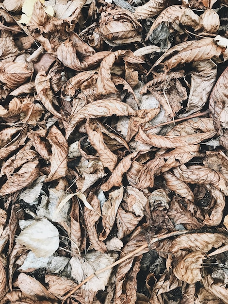 Autumn and fall composition. Dried brown leaves