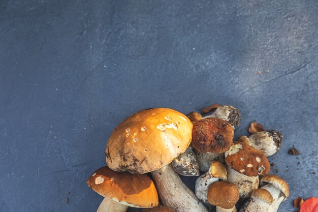 Autumn fall composition raw edible mushrooms penny bun on dark black stone shale background ceps ove...