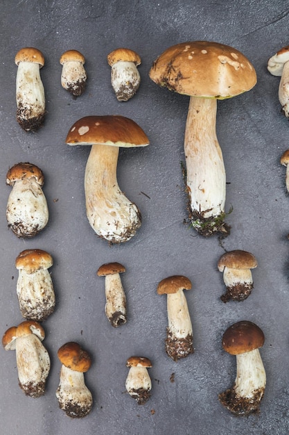 Autumn fall composition raw edible mushrooms penny bun on dark black stone shale background ceps ove