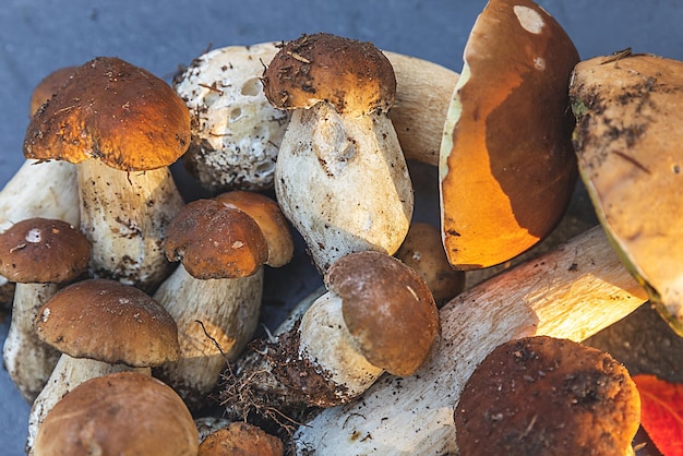 Autumn fall composition raw edible mushrooms penny bun on dark black stone shale background ceps