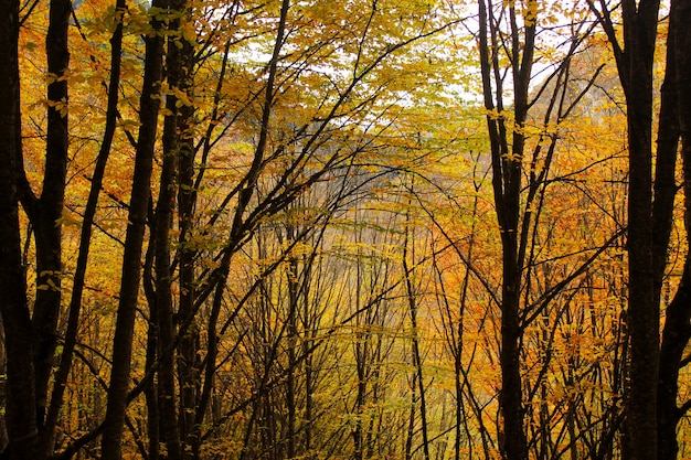 Autumn and fall forest landscape in Georgia. Autumn color leaves and trees. Orange and yellow surfaces.