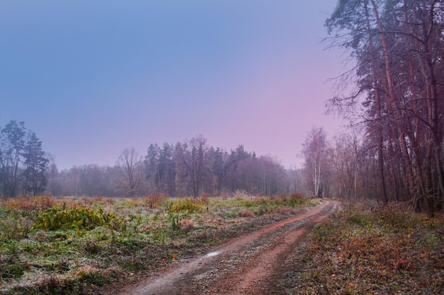 Foresta autunnale foresta autunnale magica sentiero colorato autunnale strada forestale in autunno bella mattina nella foresta autunnale