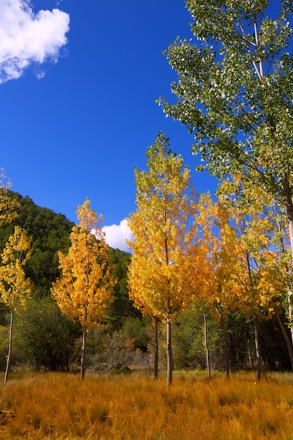 Autumn fall forest with yellow golden poplar trees 