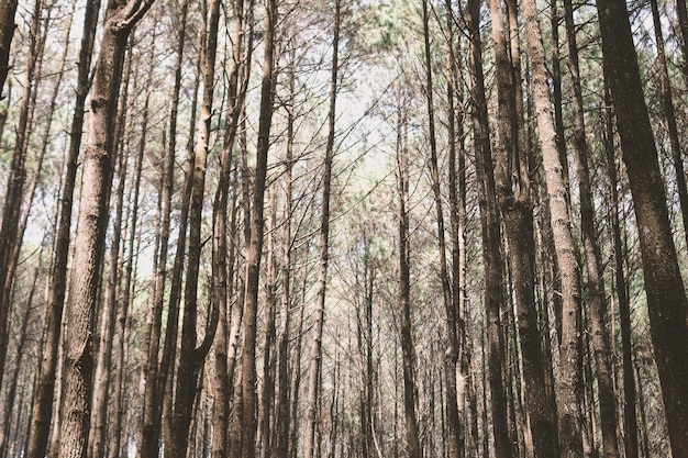 Autumn Fall landscape of pine forest in hutan pinus mangunan yogyakarta indonesia