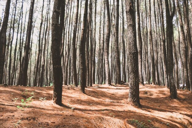 Autunno paesaggio autunnale della foresta di pini in hutan pinus mangunan yogyakarta indonesia