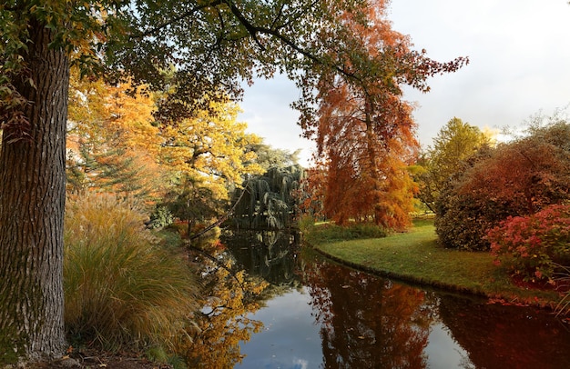가을 가을 장면 아름다운 가을 공원 아름다움 자연 장면 가을 풍경 나무와 나뭇잎 햇빛 광선에 안개가 자욱한 숲