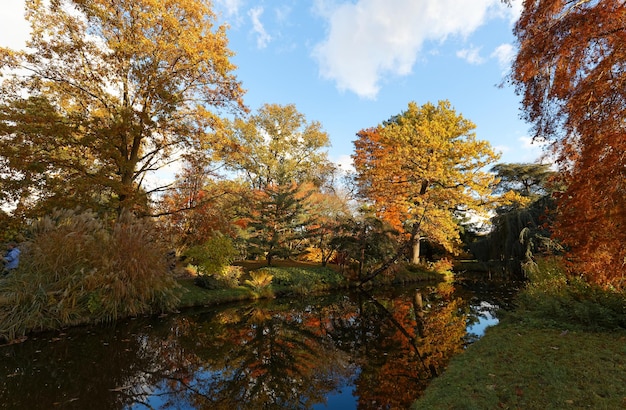 Autumn Fall scene Beautiful Autumnal park Beauty nature scene Autumn landscape Trees and Leaves forest in Sunlight Rays