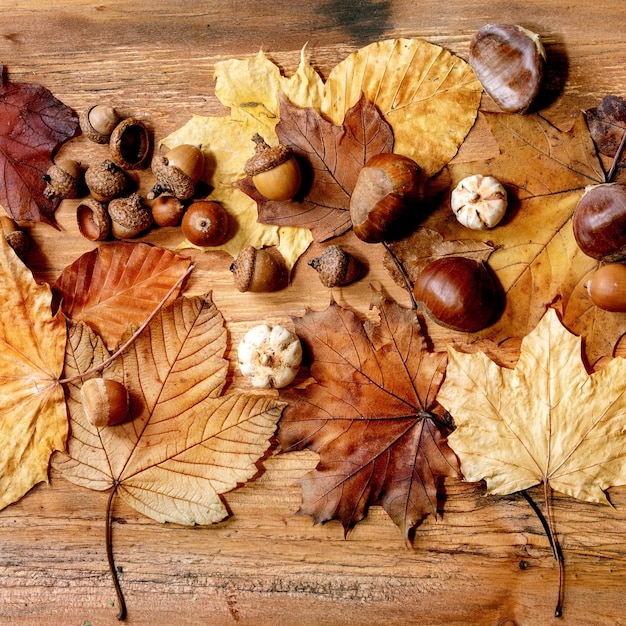 Autumn fall seasonal composition with yellow maple leaves, rowan berries, chestnuts and decorative pumpkins over wooden texture background. Flat lay, square image