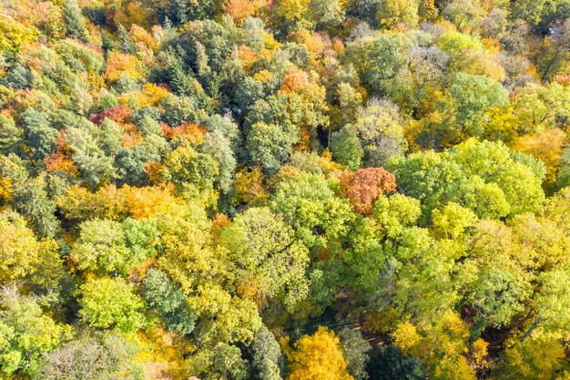 Autumn fall trees tree forest woods colorful leaves season aerial photo view