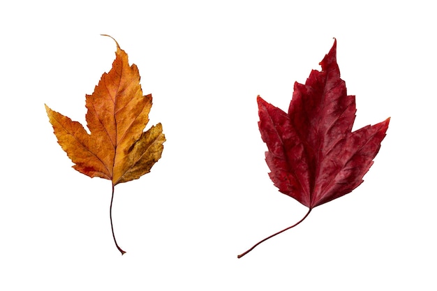 Autumn fallen bright red and yellow leaves Isolated on white background