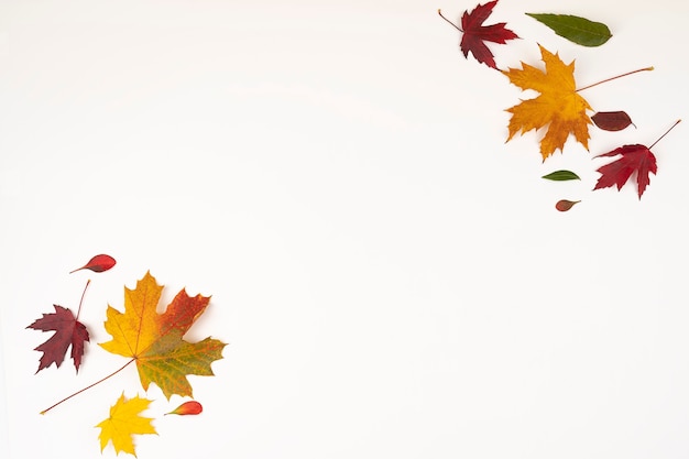 Autumn fallen colored leaves on white background with copy
space bright fallen leaves for design