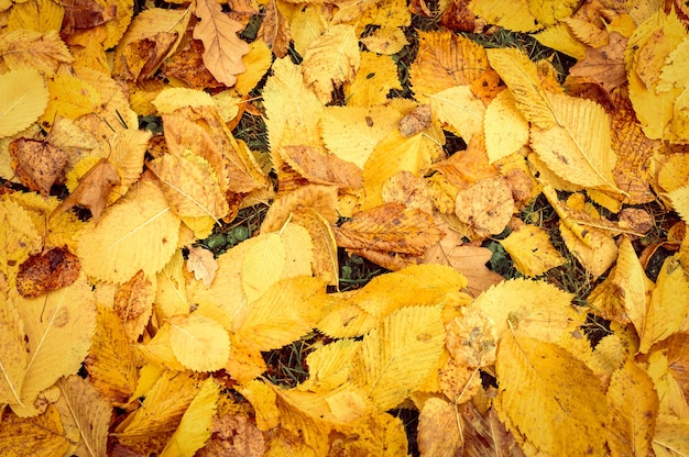 Autumn fallen leaves of a elm tree on the ground on the green grass. fall foliage on the land. close up, top view