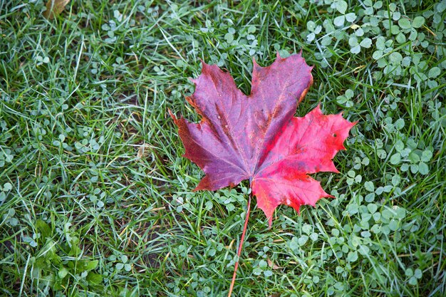 草の上に落ちた秋の葉