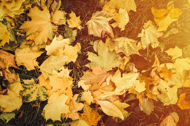 Осенние опавшие листья клена на землю на зеленой траве. листва падают на землю. вид сверху. вспышка