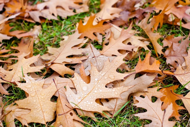 Autumn fallen leaves