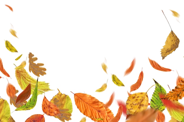 Autumn falling leaves isolated on white background