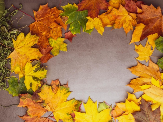 Autumn falling maple leaves isolated on grey background