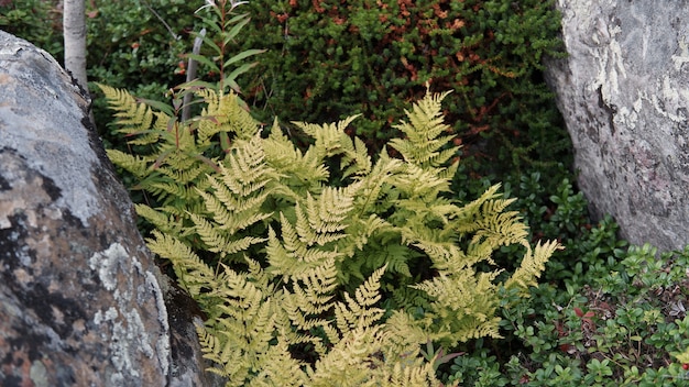 Photo autumn fern between a rock crack