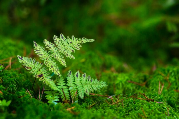 Autumn ferns on a background of moss