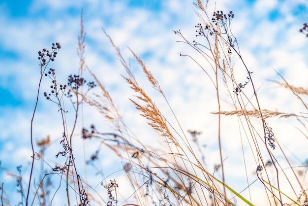 Autumn field. Dry tall grass and blue sky.