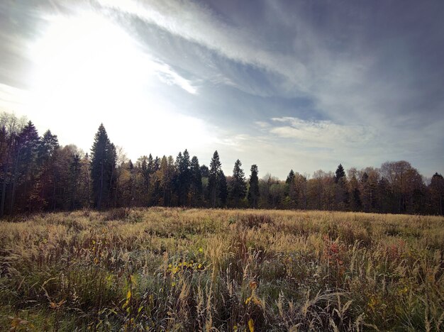 Autumn field meadow landscape