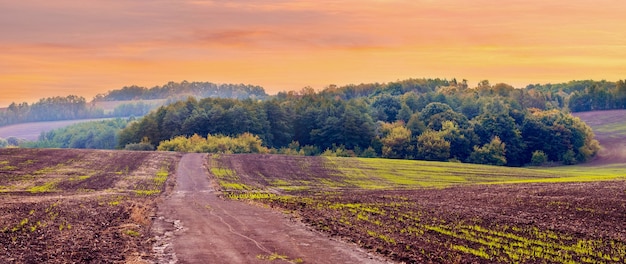 Autumn field with green sprouts of winter wheat and forest in the distance during sunset