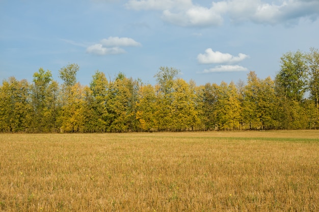 Autumn field with trees, sky with clouds