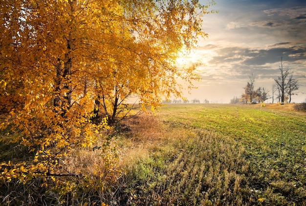 Autumn field and yellow leaves on the trees