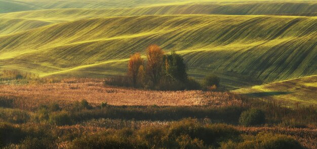 осеннее поле