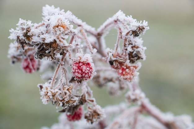 Autumn first frosts rose hips absorption by hoarfrost