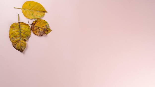 Autumn flat lay background on pink background