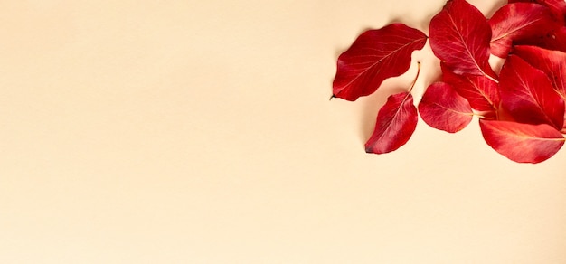 Autumn flat lay background on yellow. Composition with realistic red leaves. Hello october concept