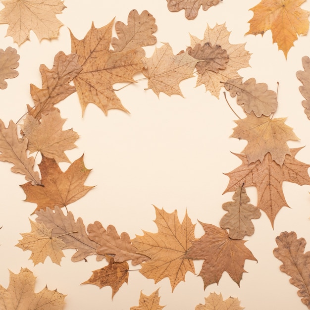 Composizione piatta autunnale. autunno, autunno, sfondo del giorno del ringraziamento. concetto di stagione autunnale. flatlay, vista dall'alto