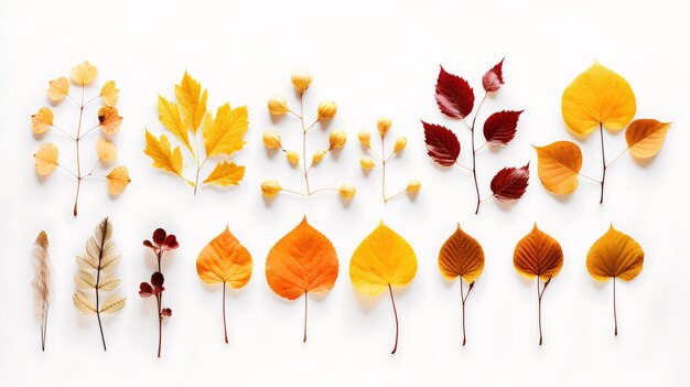 Photo autumn flat lay leaves on white background