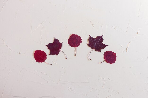 Autumn flat lay: red leaves on a pastel neutral background. Top view, copy space.