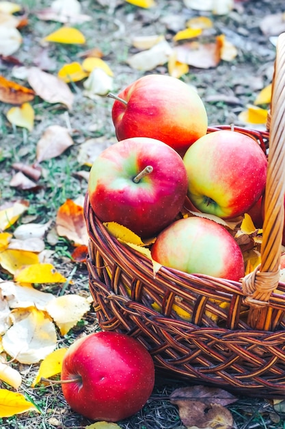 Autumn flatley. Apples with yellow leaves in a wicker eco basket.