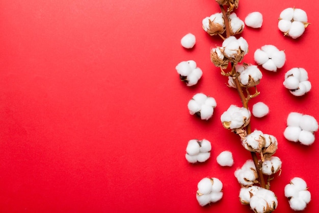 Autumn Floral composition. Dried white fluffy cotton flower branch top view on colored table with copy space.