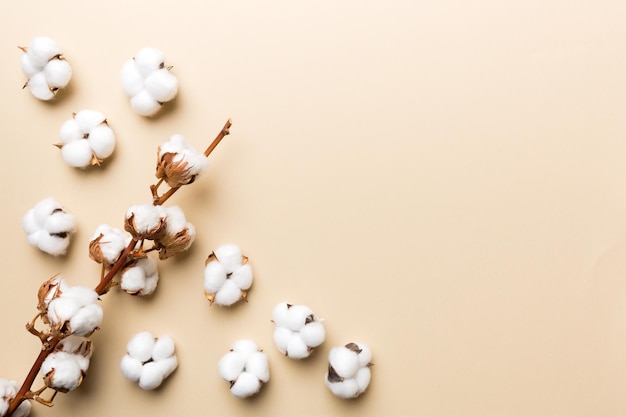 Autumn Floral composition Dried white fluffy cotton flower branch top view on colored table with copy space