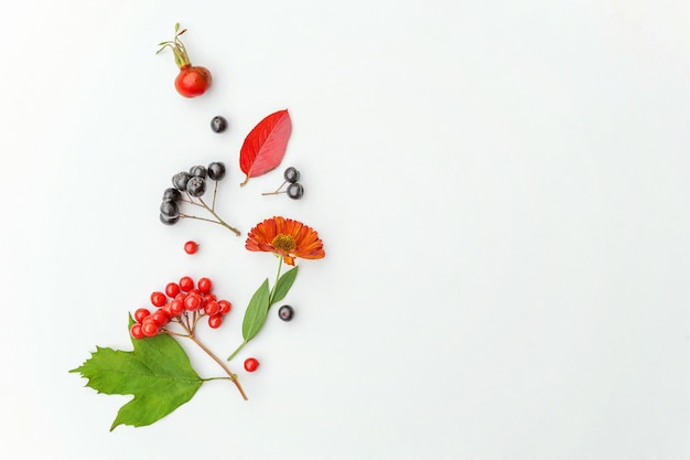 Photo autumn floral composition. plants viburnum rowan berries dogrose fresh flowers colorful leaves isolated on white background. fall natural plants ecology wallpaper concept. flat lay top view copy space