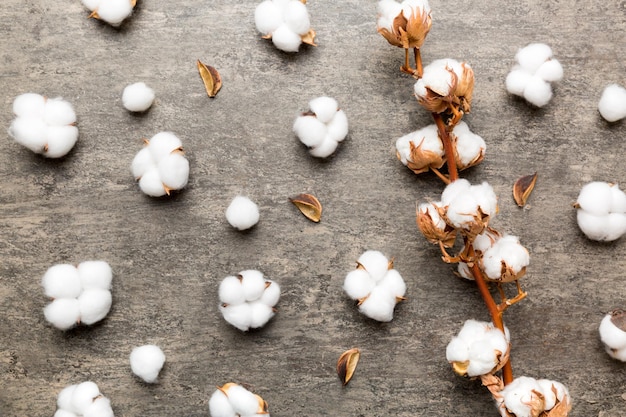 Autumn Floral Flat lay background composition Dried white fluffy cotton flower branch top view on colored table with copy space