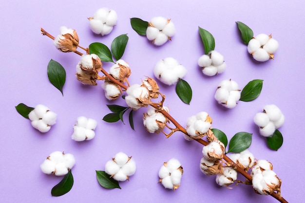 Composizione di sfondo piatto floreale autunnale vista dall'alto del ramo di fiori di cotone bianco essiccato su un tavolo colorato con spazio per la copia