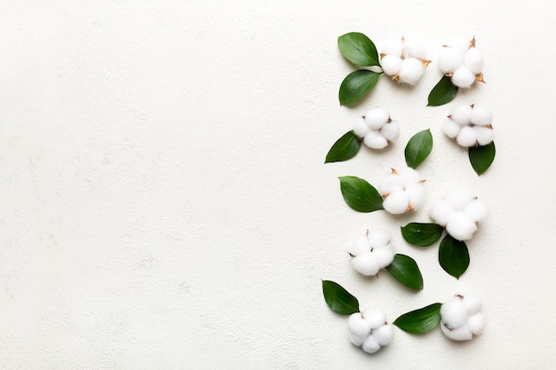 Autumn Floral Flat lay background composition. Dried white fluffy cotton flower branchwith green leaf top view on colored table with copy space.