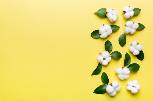 Autumn Floral Flat lay background composition Dried white fluffy cotton flower branchwith green leaf top view on colored table with copy space