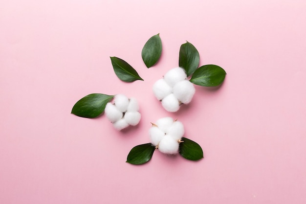 Autumn Floral Flat lay background composition Dried white fluffy cotton flower branchwith green leaf top view on colored table with copy space