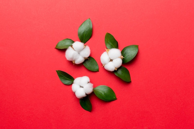 Autumn Floral Flat lay background composition Dried white fluffy cotton flower branchwith green leaf top view on colored table with copy space