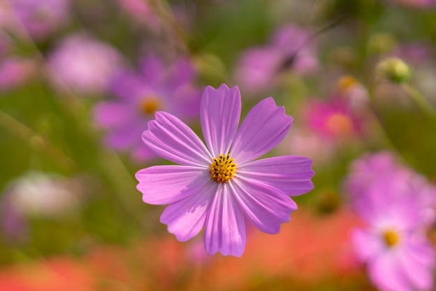 秋の花のコスモス